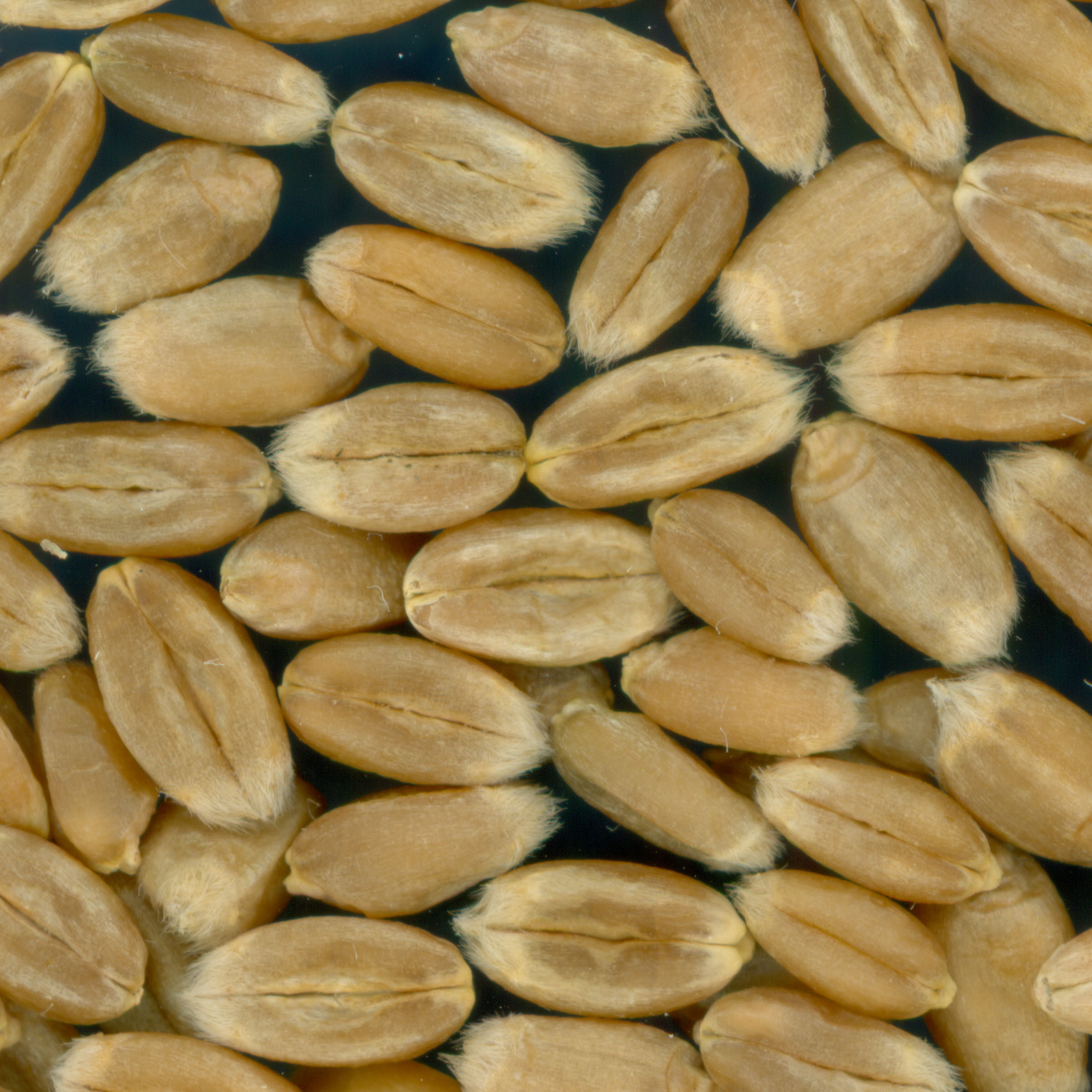 KERNELS